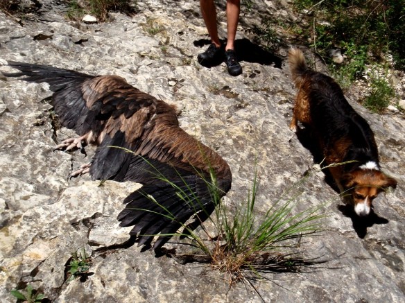 Buitre Leonado muerto