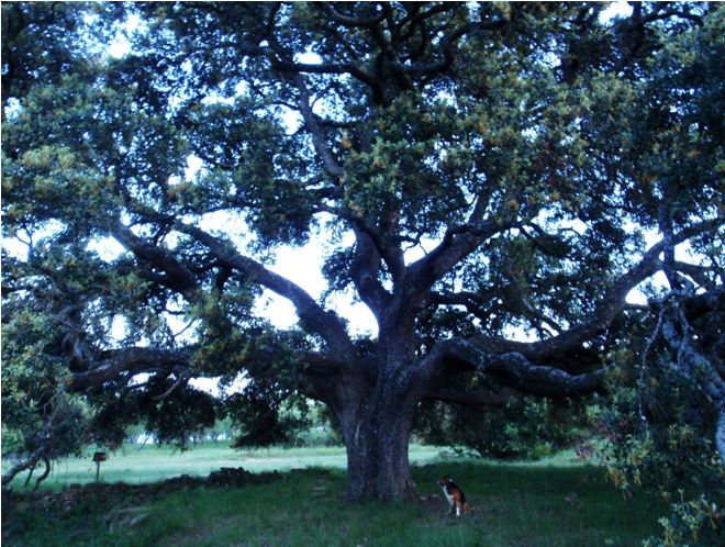La Carrasca de Roque