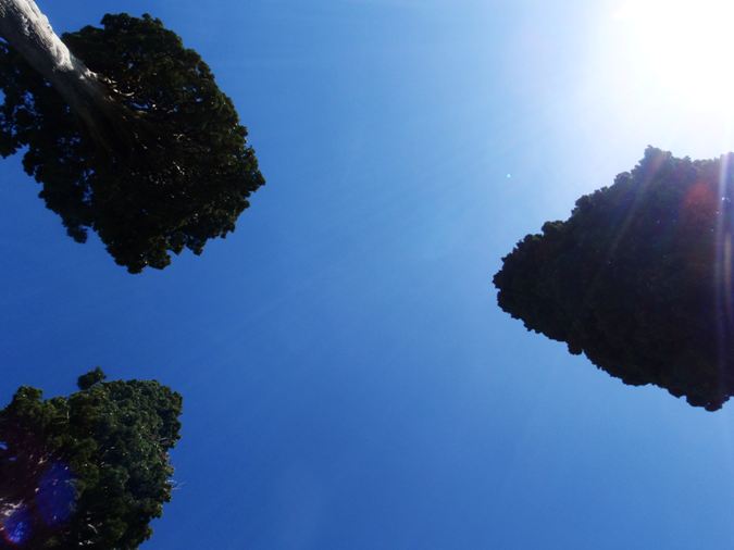 Los tres cipres de Treviño