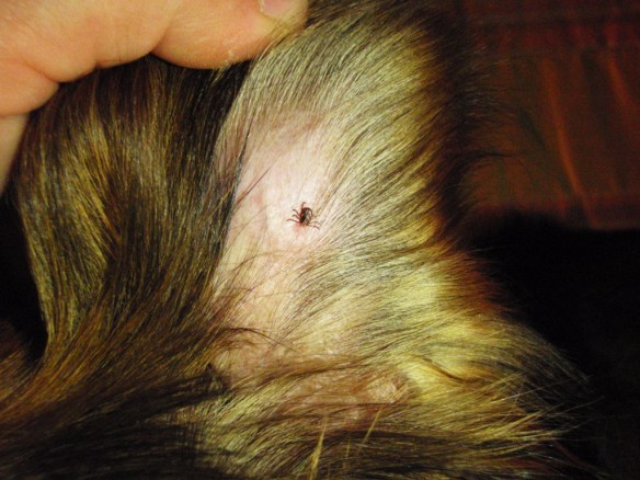 Una garrapata enganchada en la oreja de Robert 