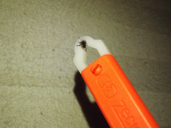 La misma garrapata atrapada por la pinza especial