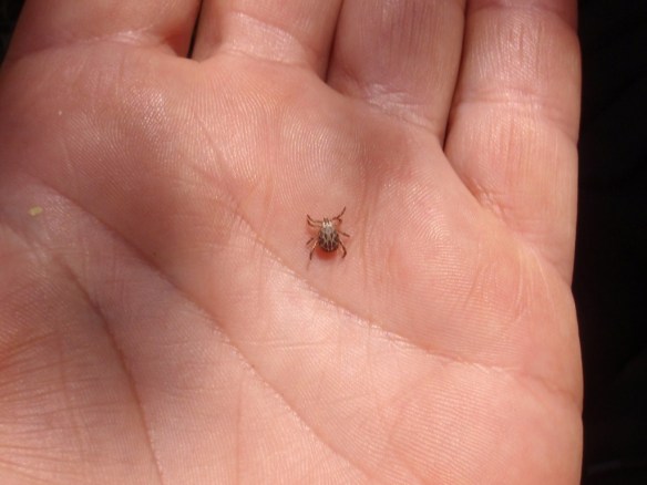 Este tipo de garrapata me encontró en el Formiga