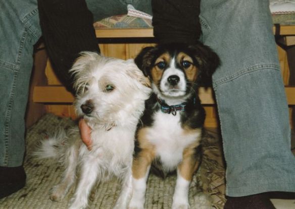 Robert con 3 meses a lado de su hermano Idefix