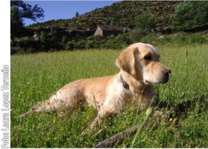 Sua en un campo cerca del Molino de Las Bellostas