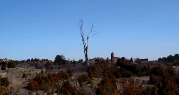 Típico paisaje en Guara; el protagonista de esta foto es el Olmo de la Pardina Latorre