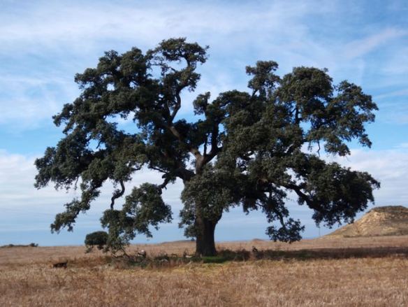 La Carrasca de Becha