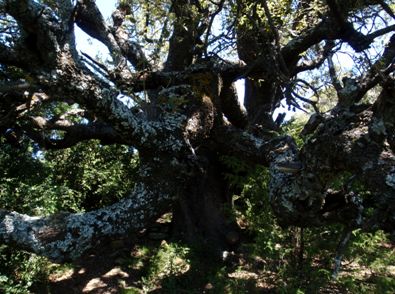 La Carrasca de Morcat