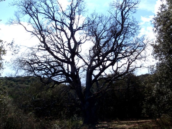 Uno de los quejigos centarios en Naya
