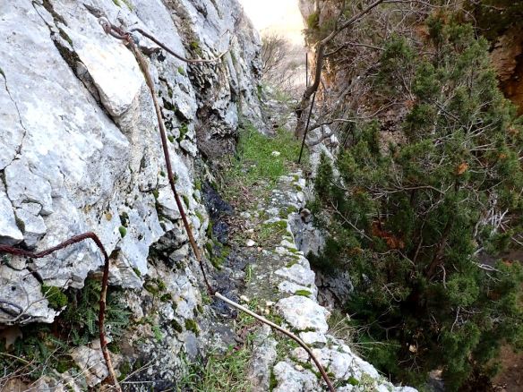 La Sirga delPaso de los Articazos Enero 2021