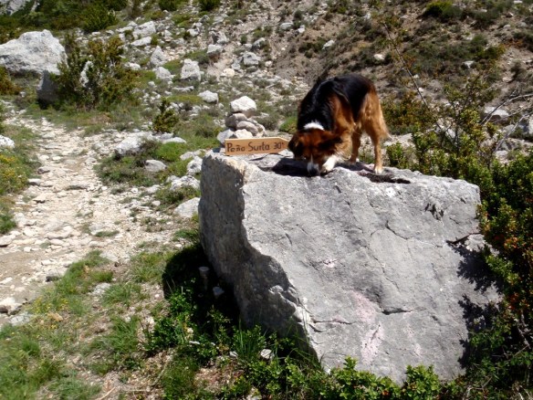 Robert tiene sed y aprovecha cada gota de agua que encuentra en los charcos de la lluvia del día anterior.
