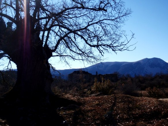 Un quejigo en Abellada