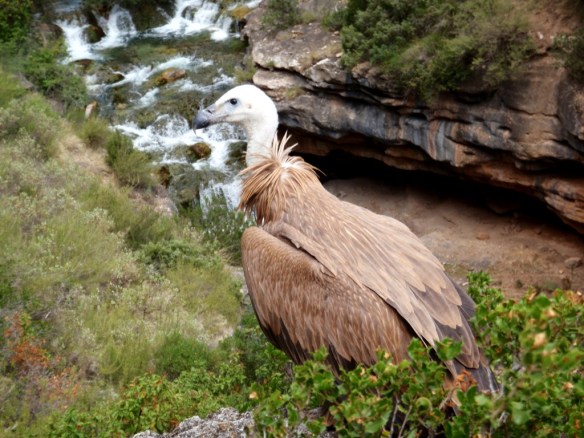 Buitre Leonado en las Palomeras del Flumen
