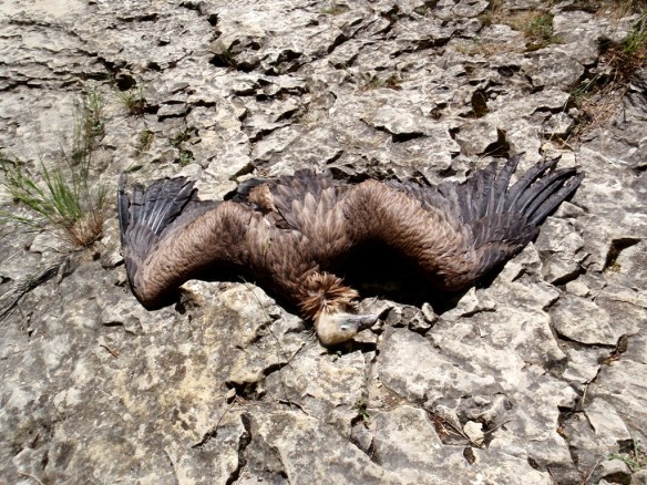 Un Buitre Leonado muerto en la orilla del Río Vero