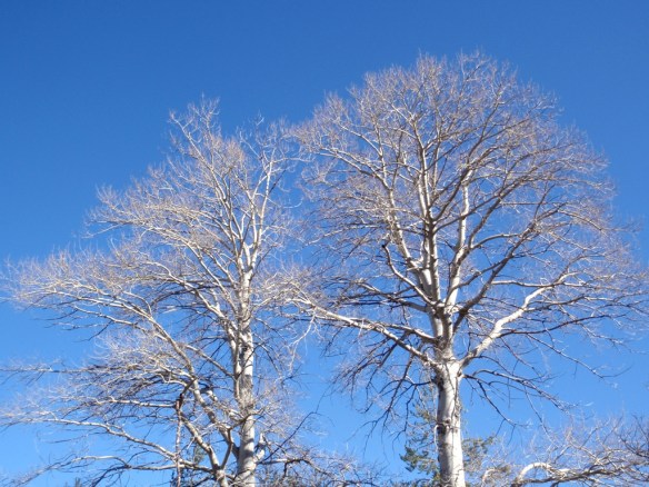 Los dos álamos de Abellada