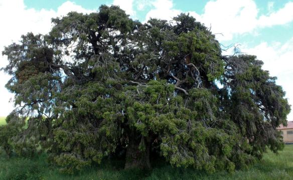 El Chinebro de Chibluco