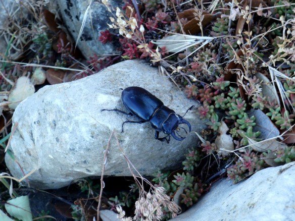 El Ciervo Volante (Lucanus cervus)