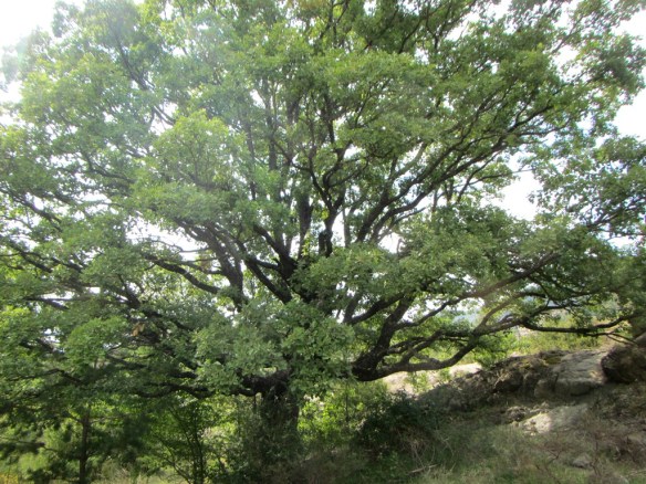 Un caxico cerca de Lusera