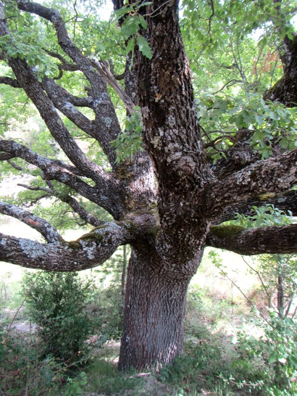 Un caxico cerca de Lusera