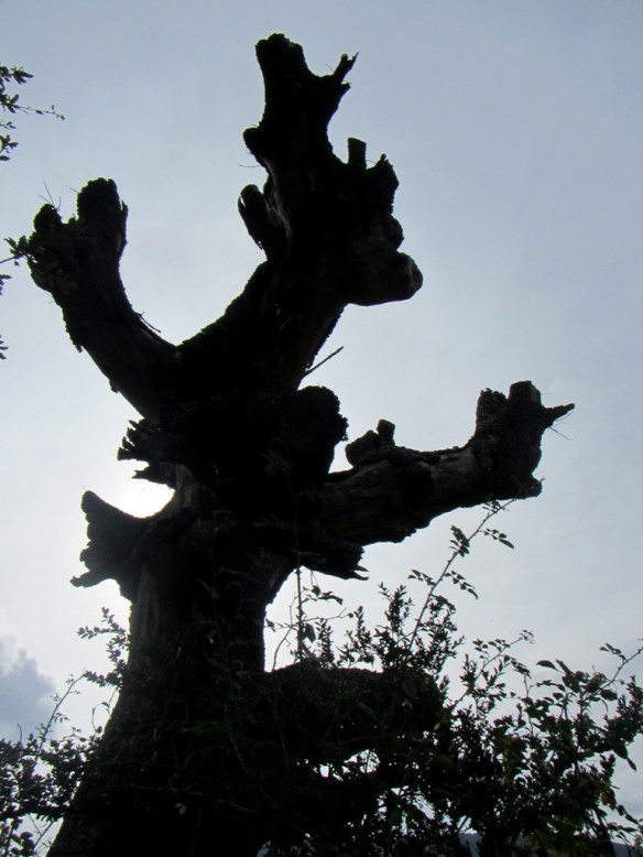 Un quejigo muerto en Belsué 