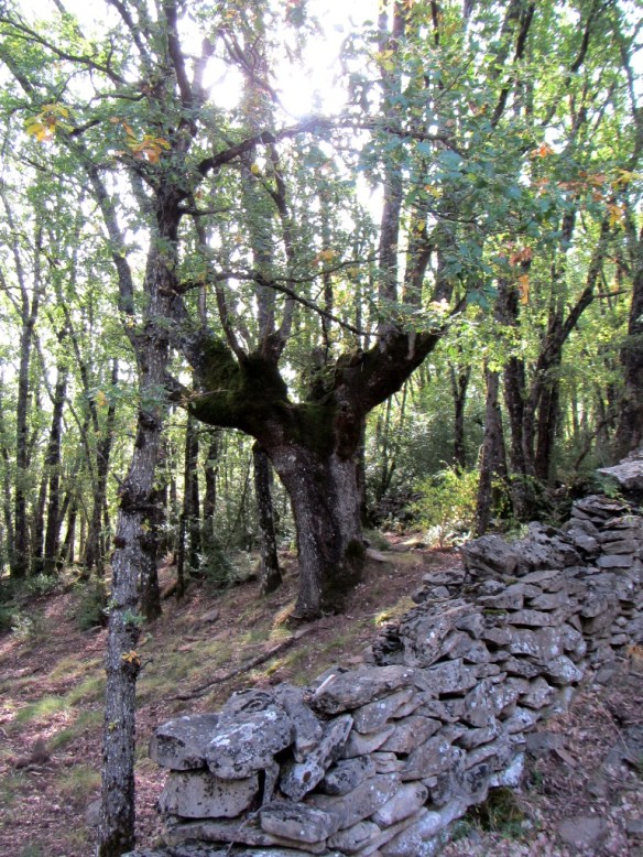 En el bosque cerca de la toma de agua se hallan varios ejemplarios majos.