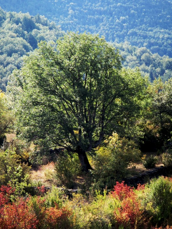 Este bonito quejigo se encuentra en los campos al sur del pueblo