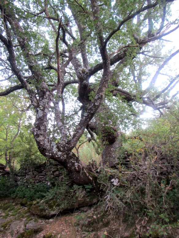 Este Caxico está incrustado en la valla que marca el camino que sube a San Andrés