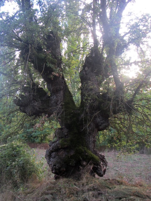 En un campo en el medio del pueblo llama la atención por su forma grotesca