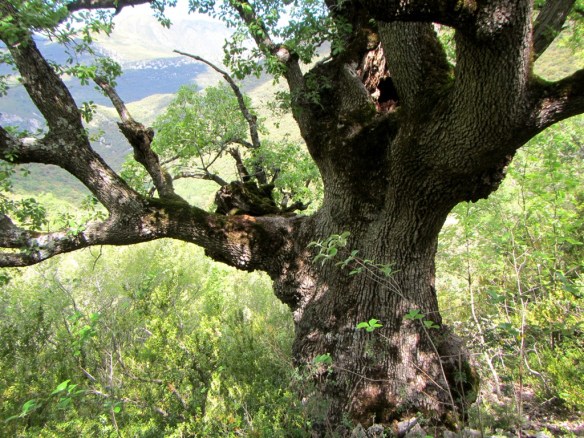 Un quejigo solitario