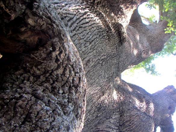 Perspectiva desde la conejera