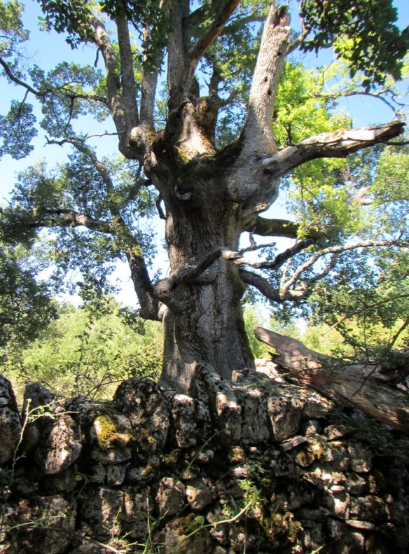 Desde fuera del recinto