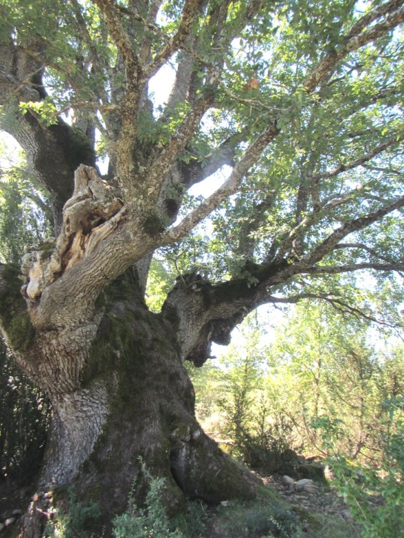 Caxico listo para un abrazo
