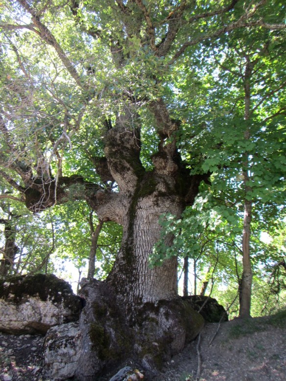 Este se agarra a una roca, increíble