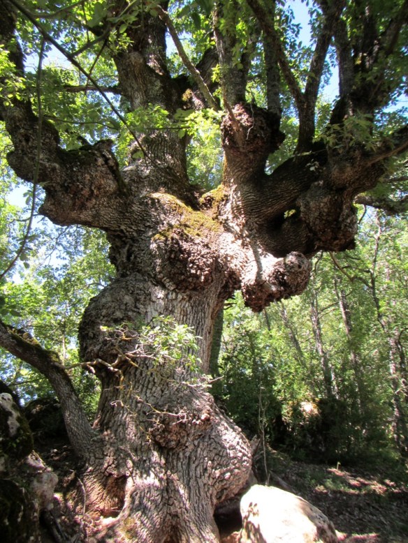 Un caxico en el Barranco de San Salvador