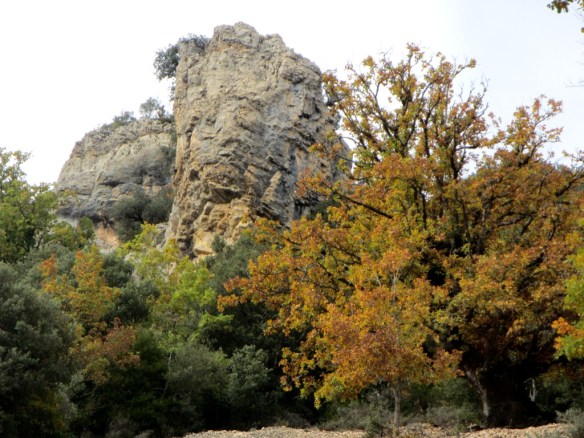 Un viejo quejigo en una pedrera debajo de las Cuevas de Bagüeste