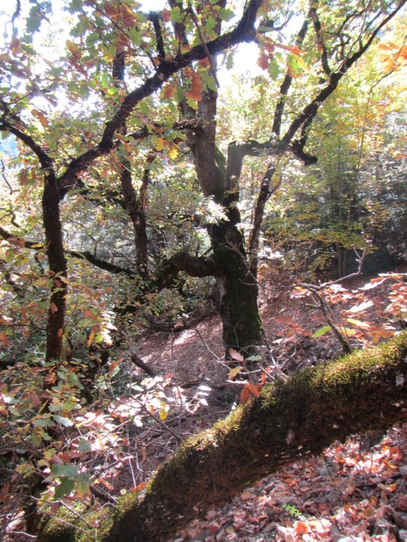 Caxicos de brazos muy largos