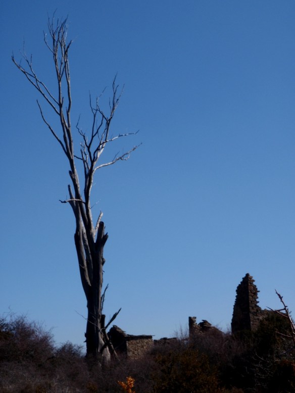 El impresionante olmo muerto de la Pardina Latorre.Poco conocido, ya que sólo hay una 