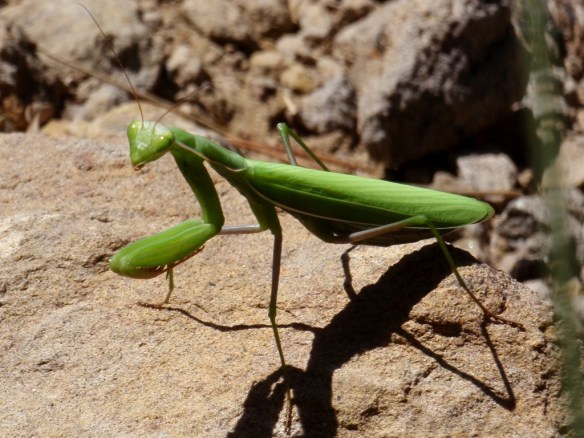 Una mantis verde.Nos encontramos en la cabecera de la Pillera.