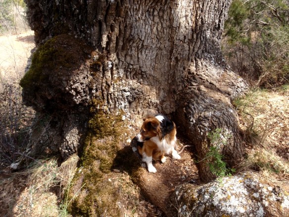 Otro de los quejigos en Naya