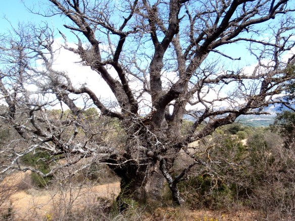 Otro de los quejigos en Naya