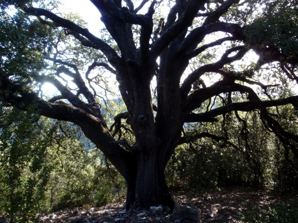 La Carrasca de Santa María de la Nuez