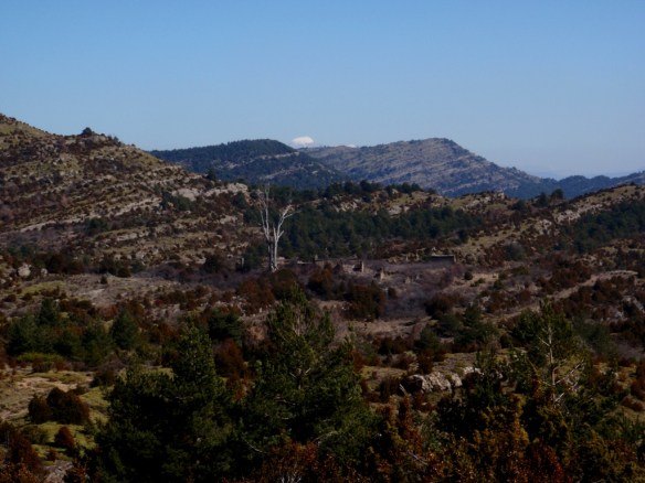 El olmo muerto de la Pardina Latorre