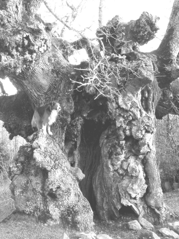 EL Caxico de San Útrbez