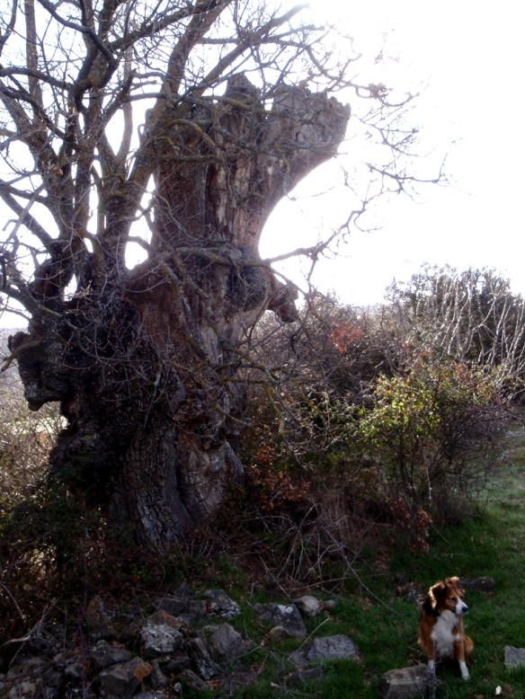 El Quejigo de Las Bellostas