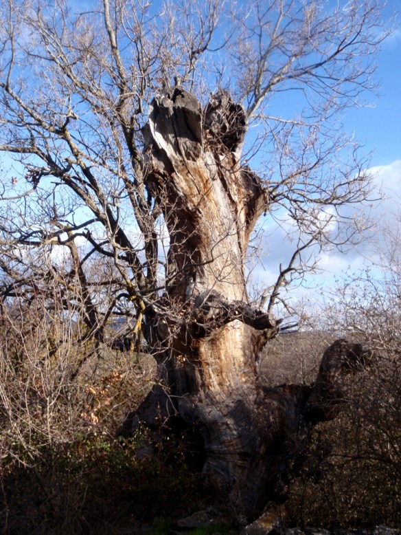 El Quejigo de Las Bellostas