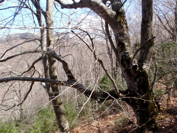 El Hayedo de Santa Marina en le Balcez