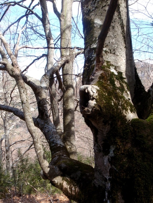El Hayedo de Santa Marina en le Balcez