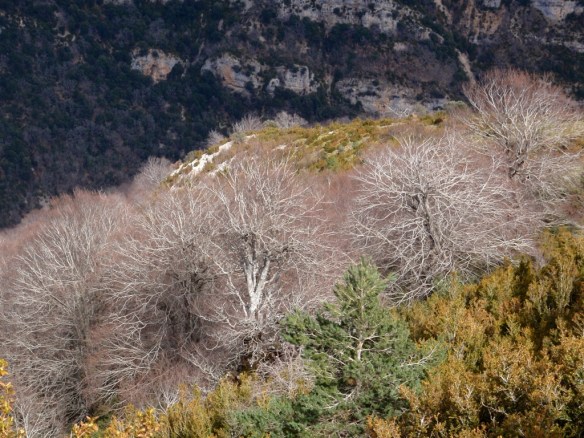 Los primeros hayas desde Santa Marina en invierno