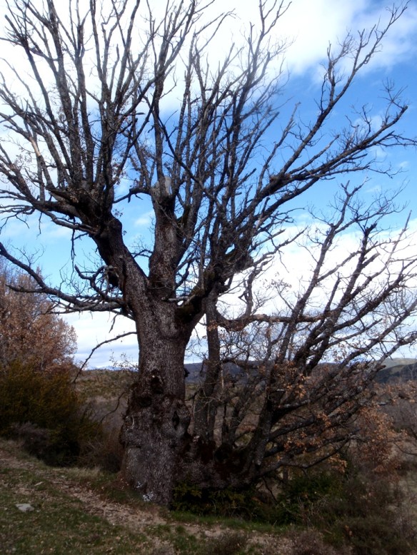 Quejigo descomunal en Bagueste