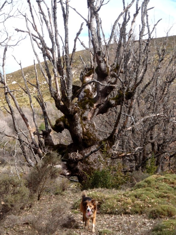Quejigo descomunal en Bagueste