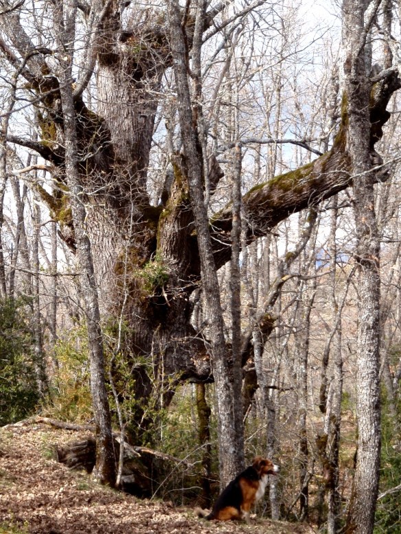 Quejigo descomunal en Bagueste